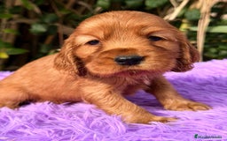 Cocker Spaniel Inglés perros en venta: Cocker inglés dorado - Anuncio 3