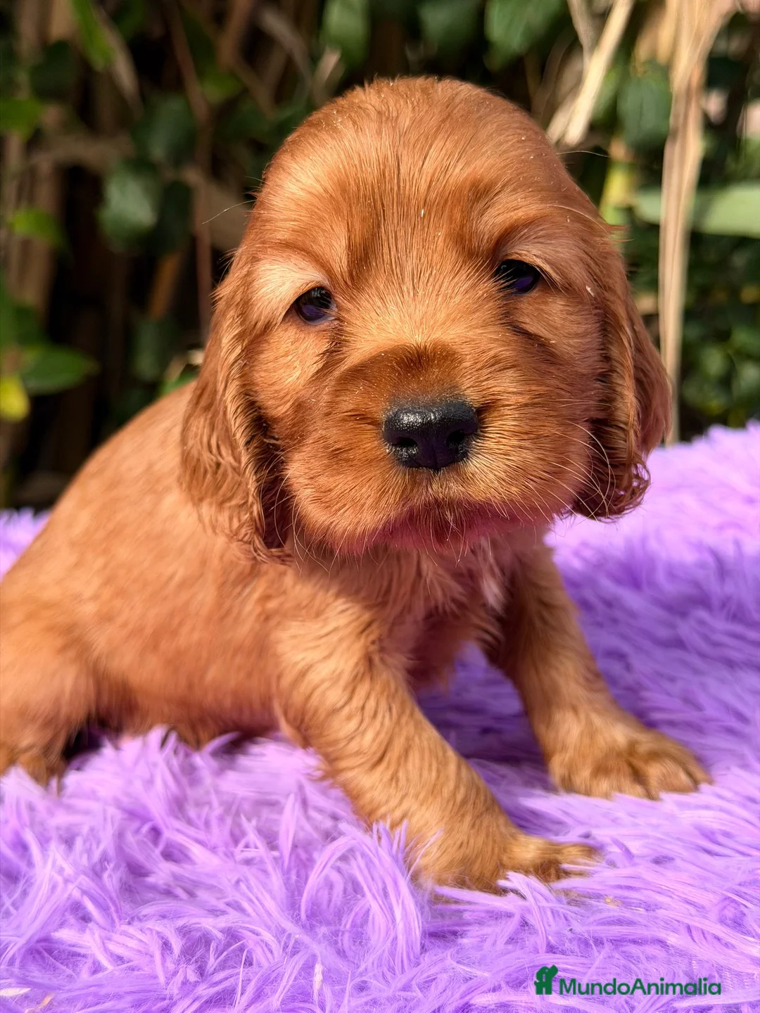 Cocker Spaniel Inglés perros en venta: Cocker inglés dorado - Anuncio 3