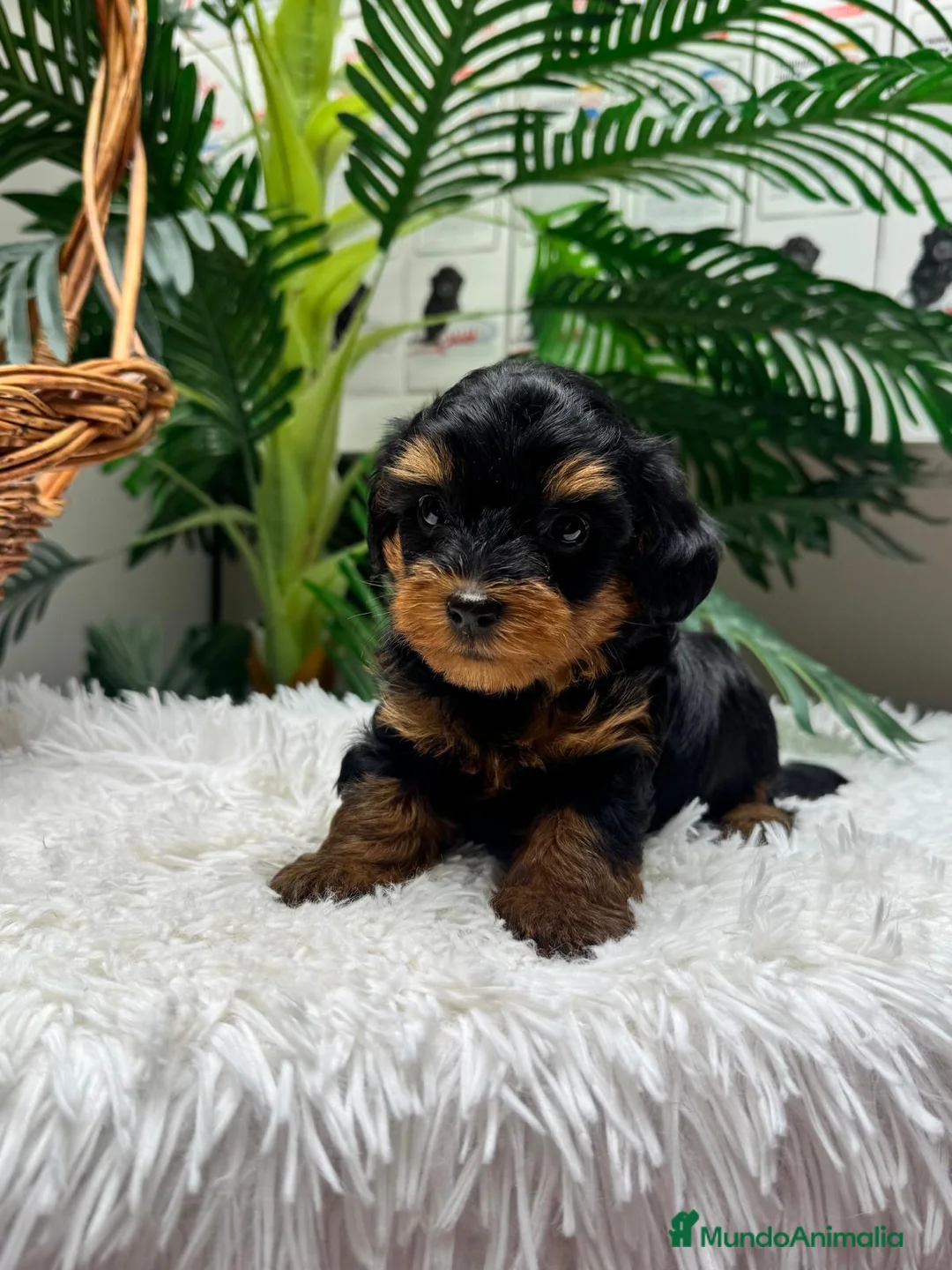 Maltipoo perros en venta: MALTIPOO 🎀 - Anuncio 2