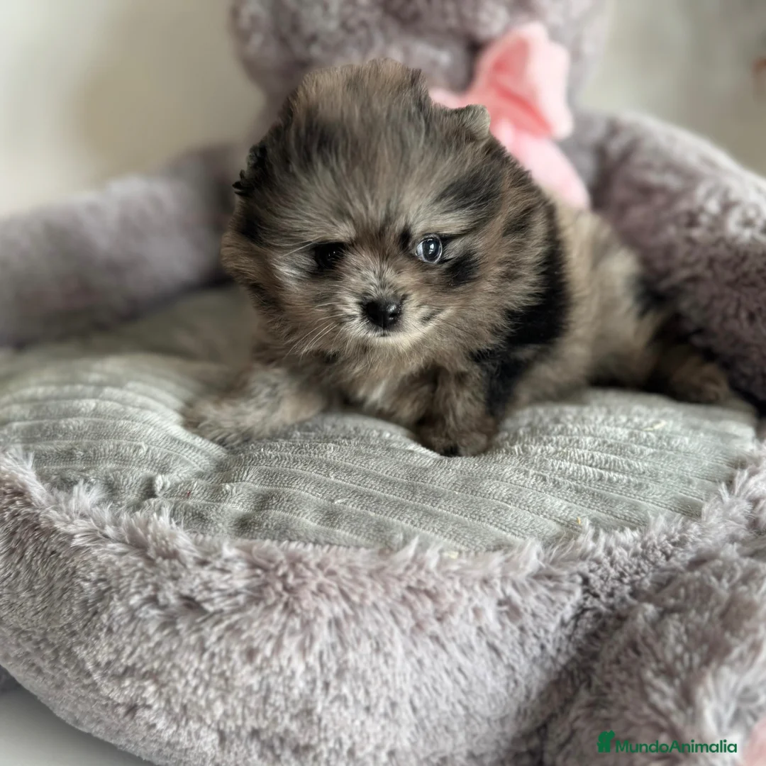 Pomerania perros en venta: Lulú de Pomerania Merle  - Anuncio 1