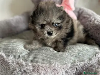 Pomerania perros Lulú de Pomerania Merle - Anuncio 4