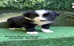 Border Collie perros en venta: Border Collie De Villa Biznaga - Imagen 8