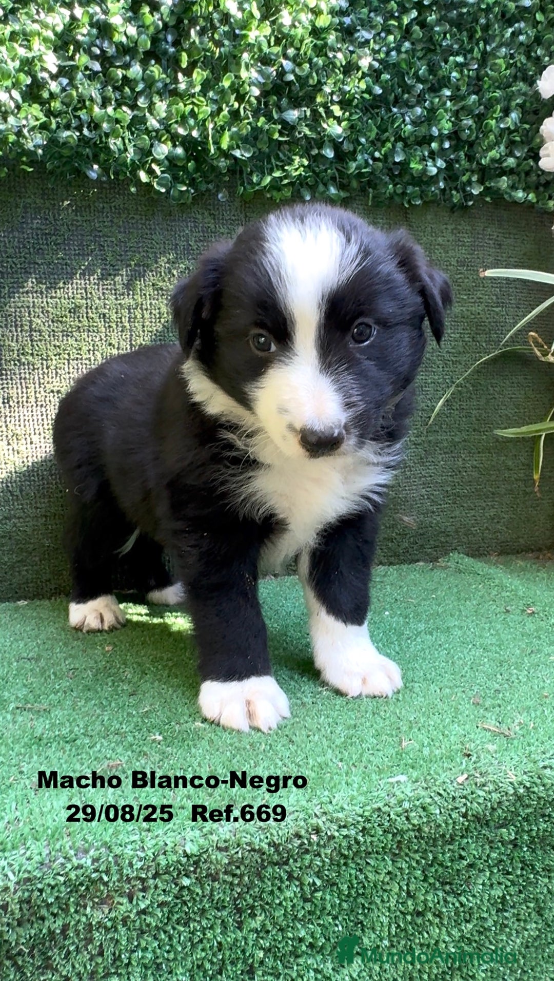 Border Collie perros en venta: Border Collie De Villa Biznaga - Imagen 8