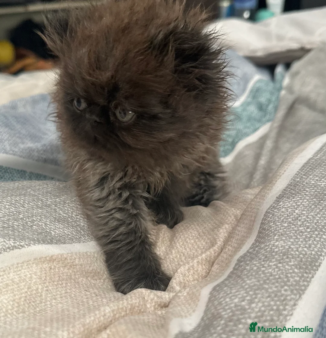 Persa gatos en venta: Persa UNICO smoke ahumado - Anuncio 4