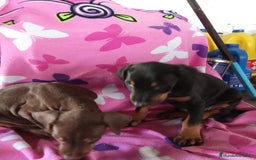 Dobermann perros en venta: Doberman chocolate y negro  - Imagen 4