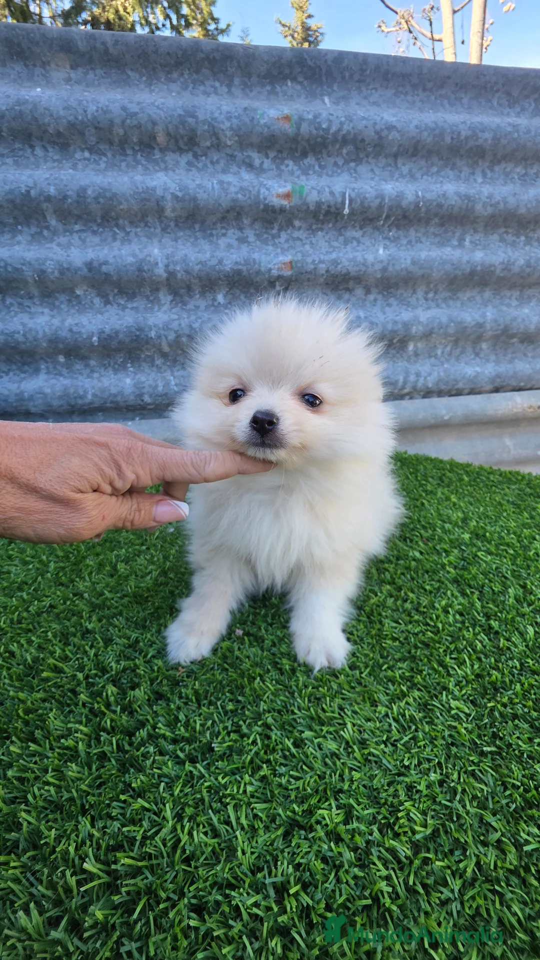 Pomerania perros en venta: Pomerania miniaturas  - Anuncio 1