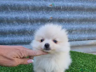 Pomerania perros Pomerania miniaturas - Anuncio 2