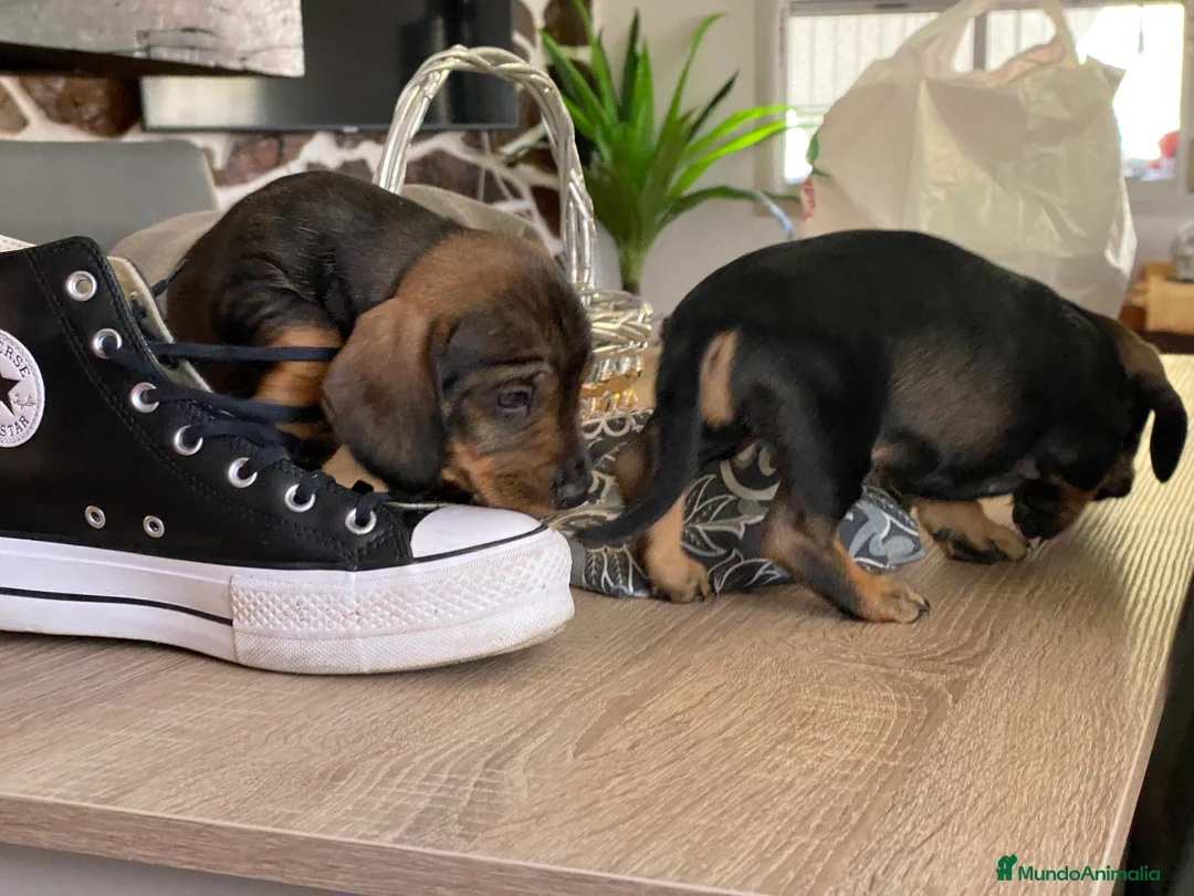 Teckel Miniatura perros en venta: Teckel. !  en Ciudad Real - Anuncio 1