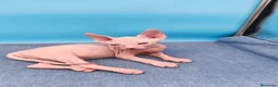 Sphynx gatos en venta: Hembrita blanca y ojos azules  - Anuncio 3