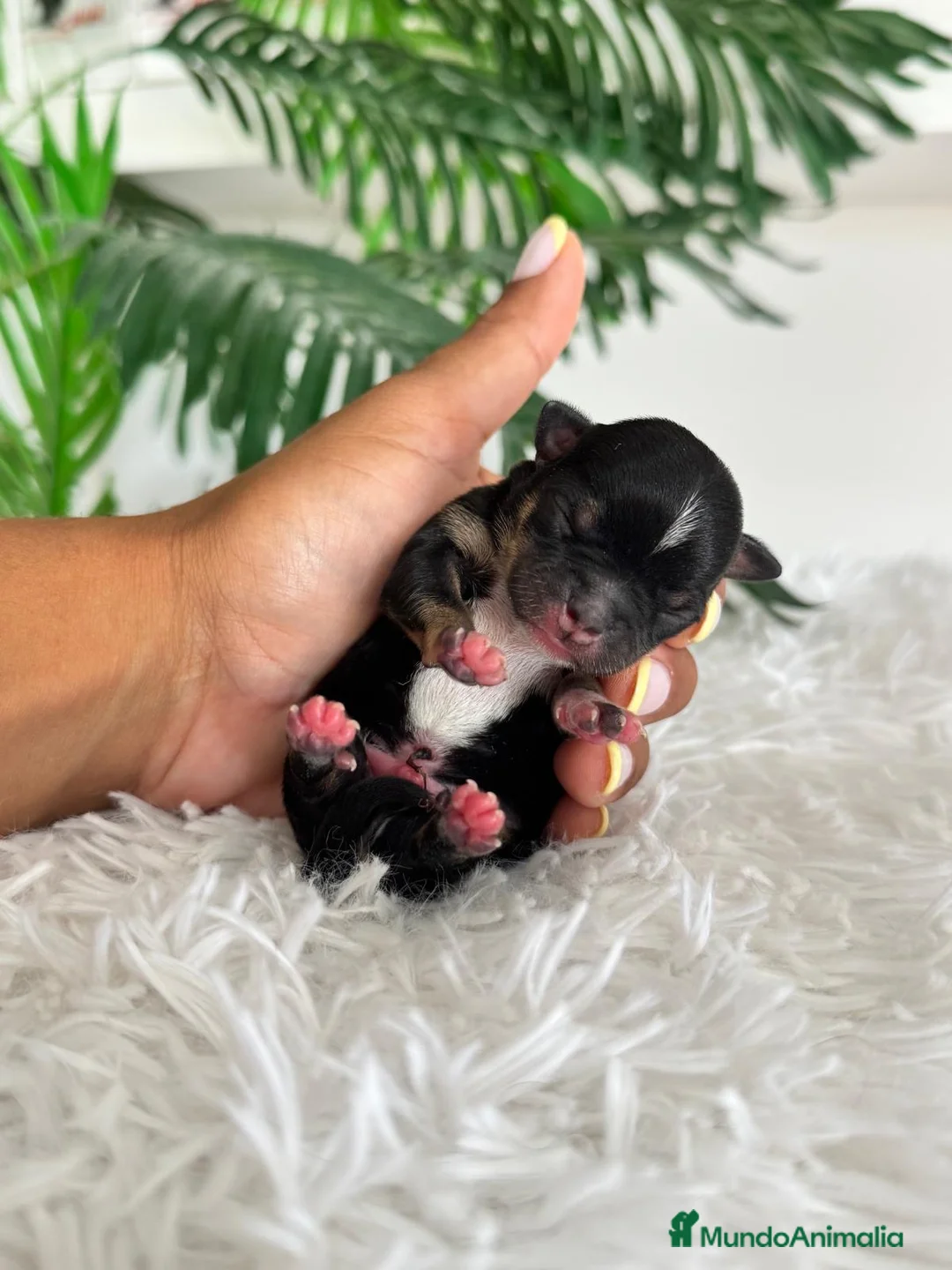 Chihuahua perros en venta: CHIHUAHUA - Anuncio 2