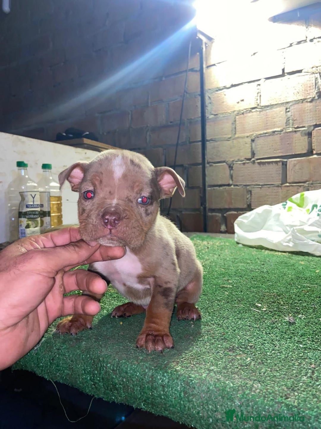 American Bully perros en venta: American bully pocket  - Anuncio 9