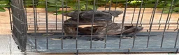 Presa Canario perros en venta: Cachorra de presa canario  - Anuncio 3