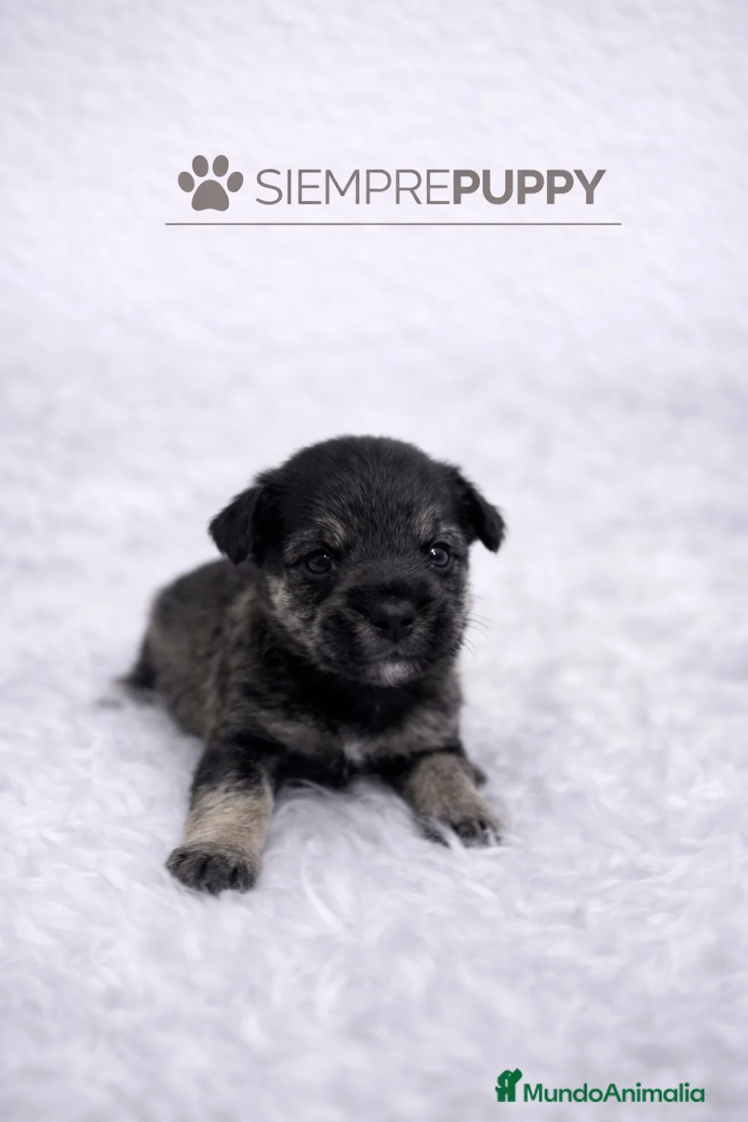 Schnauzer Miniatura perros en venta: SCHNAUZER MINIATURA - Anuncio 2