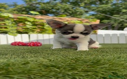 Chihuahua perros en venta: CHIHUAHUA MACHO TRICOLOR - Imagen 10