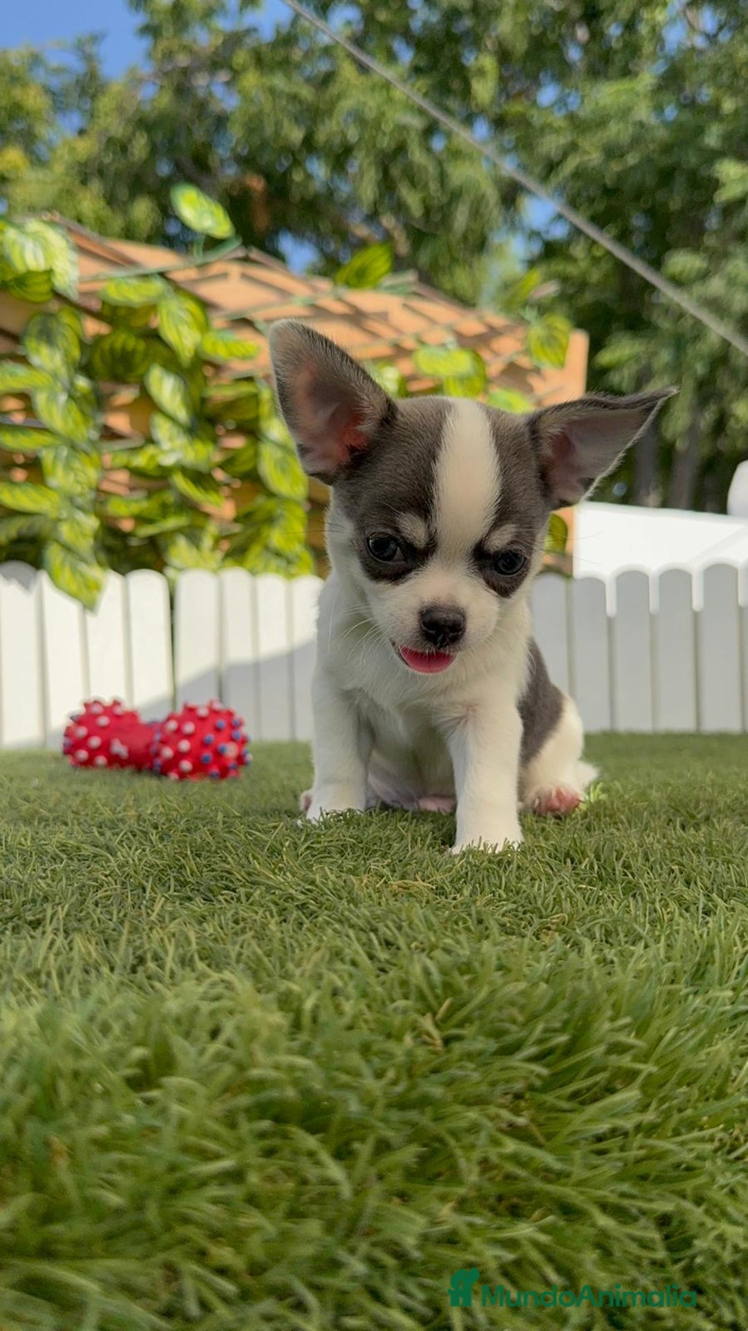 Chihuahua perros en venta: CHIHUAHUA MACHO TRICOLOR - Imagen 10
