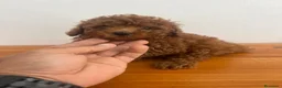 Caniche Toy perros en venta: Caniche toy - Anuncio 1