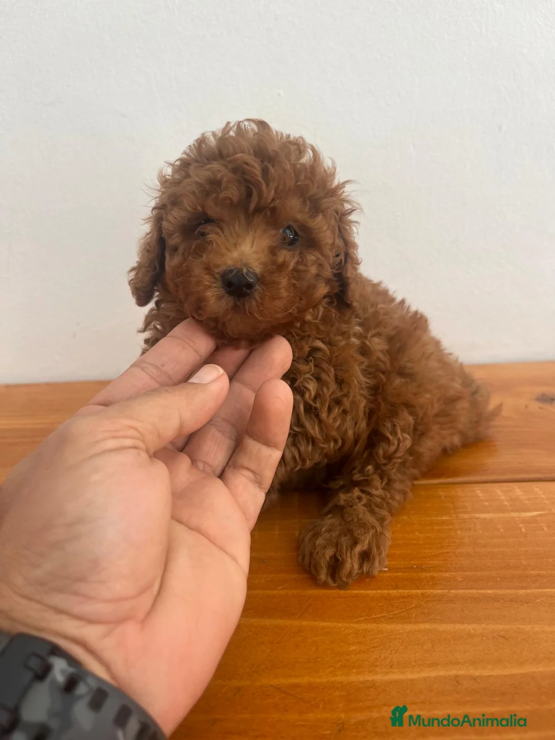 Caniche Toy perros en venta: Caniche toy - Anuncio 1