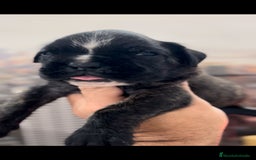 Boxer perros en venta: Camada de boxer  - Imagen 2