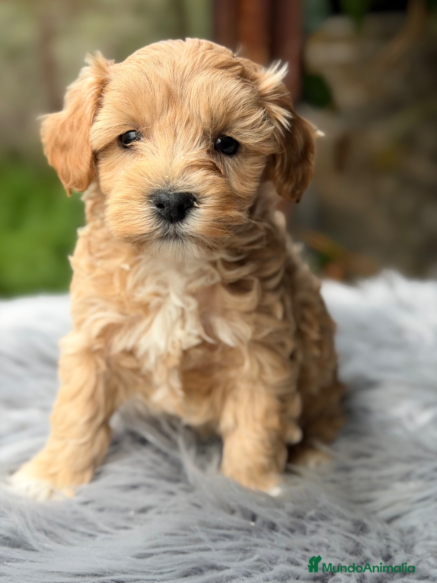 Maltipoo perros Maltipoo macho Apricot Toy  - Anuncio 3