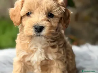 Maltipoo perros Maltipoo macho Apricot Toy - Anuncio 3