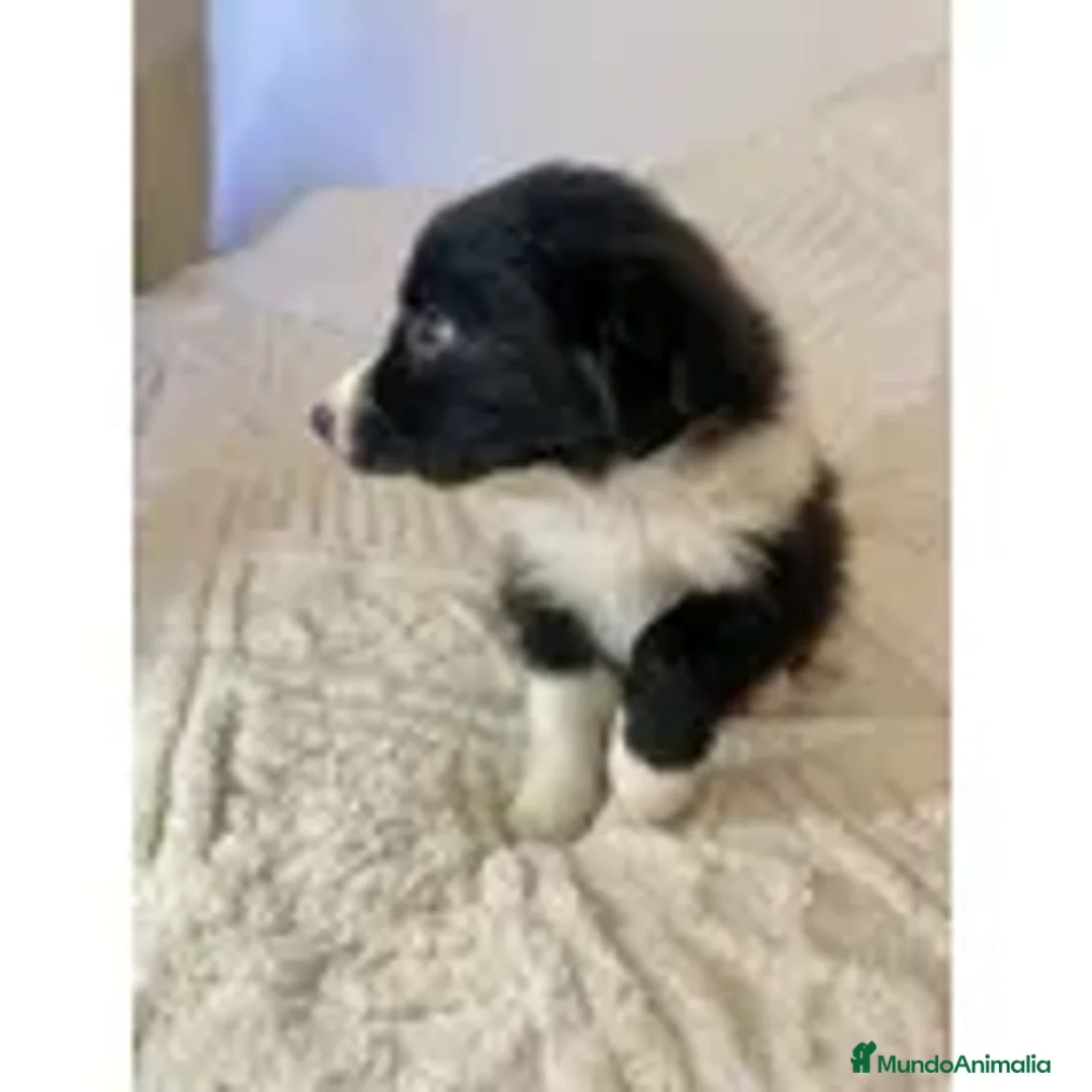 Border Collie perros en venta: cachorritos de border collie  - Anuncio 1