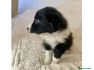 Border Collie perros cachorritos de border collie - Anuncio 1