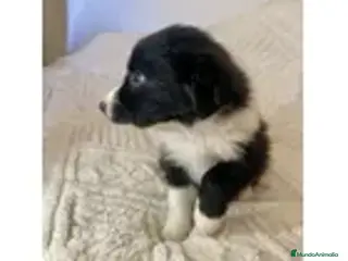 Border Collie perros cachorritos de border collie - Anuncio 21