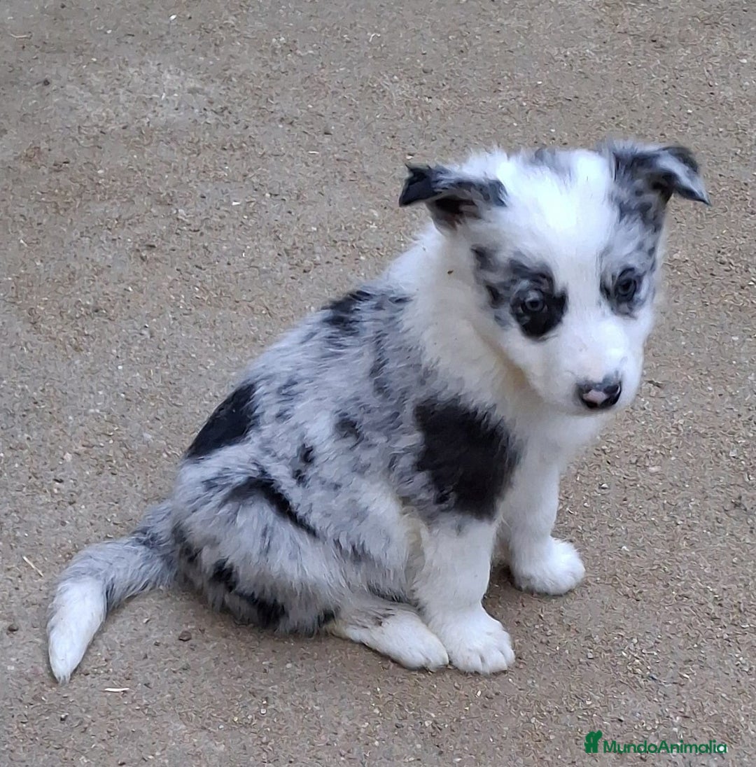 Border Collie perros en venta: Boder collie San Sebastián de los Reyes  - Anuncio 3