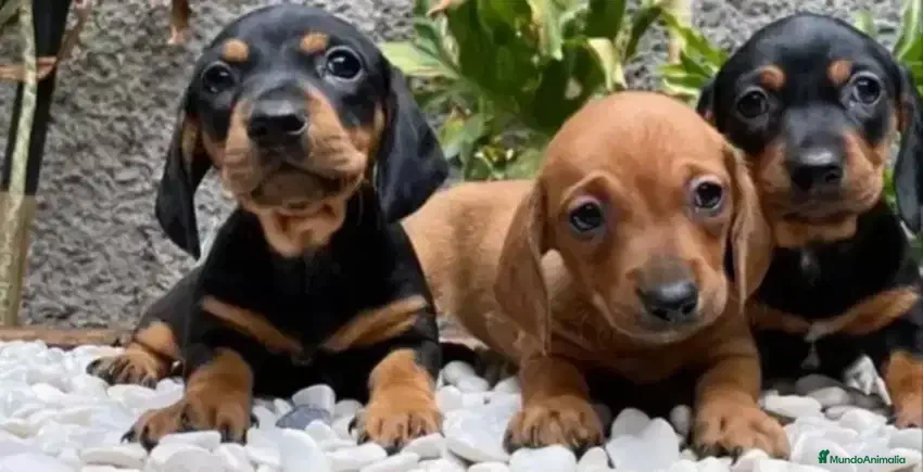 Teckel Miniatura perros teckel kaninchen  - Anuncio 26