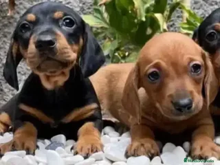 Teckel Miniatura perros teckel kaninchen - Anuncio 2