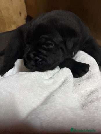 Cane Corso perros CACHORROS CANE CORSO - Anuncio 1