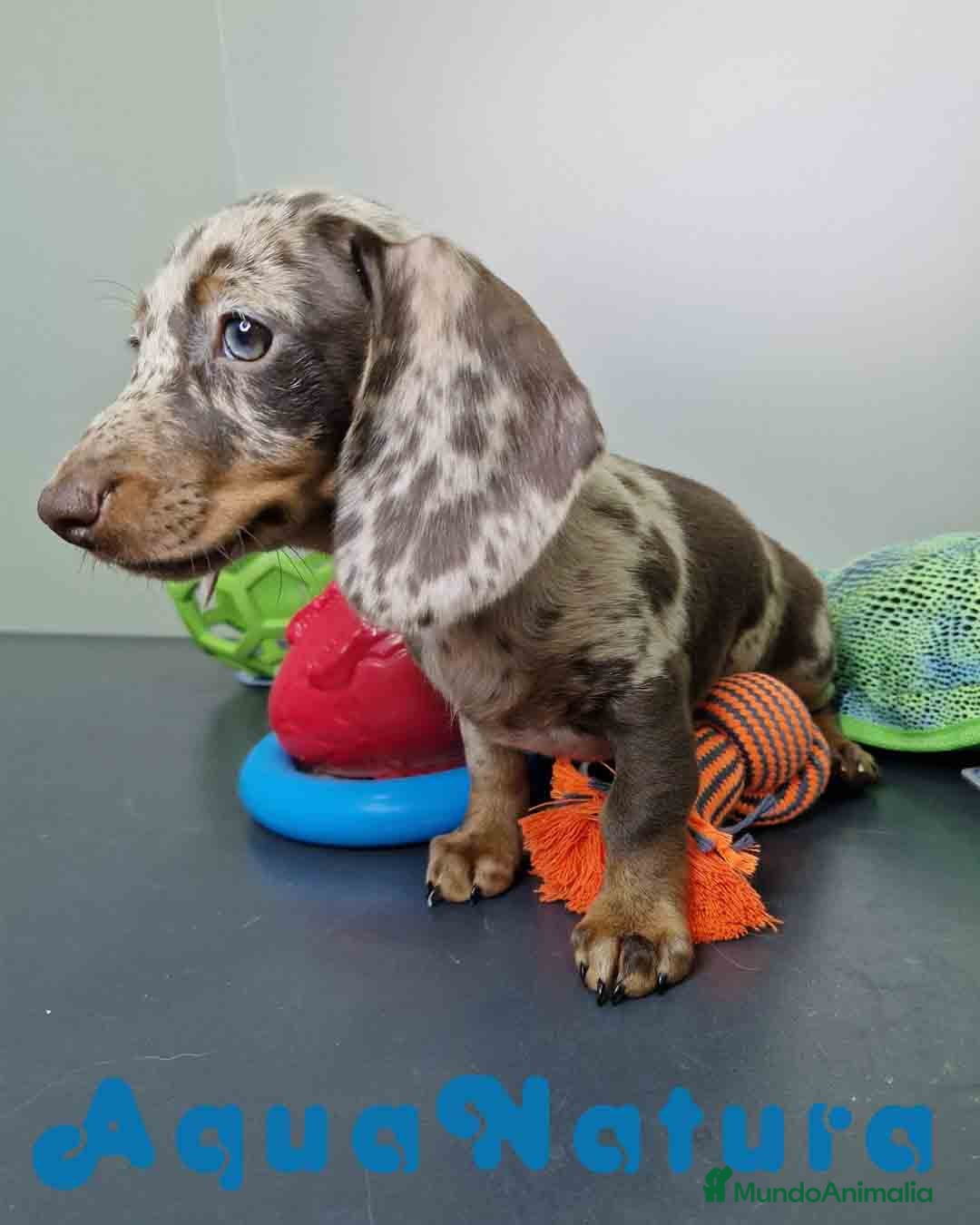 Teckel Miniatura perros en venta: Teckel Hembra 4447 DCD AQUUANATURA - Imagen 8