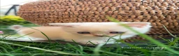 Munchkin gatos en venta: Munchkin Scottish Kilt gatitos - Anuncio 4