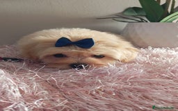 Maltipoo perros en venta: Maltipoos  - Imagen 1