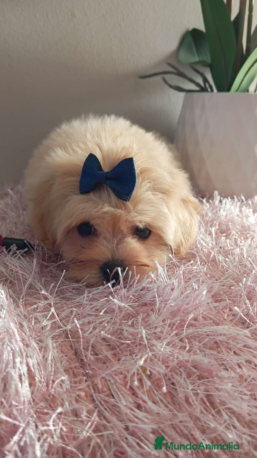 Maltipoo perros en venta: Maltipoos  - Imagen 1