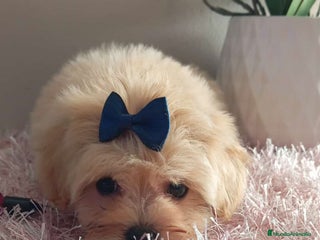 Maltipoo perros - Anuncio 22
