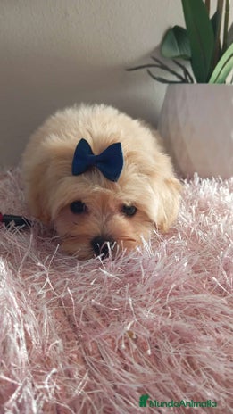 Maltipoo perros - Anuncio 12