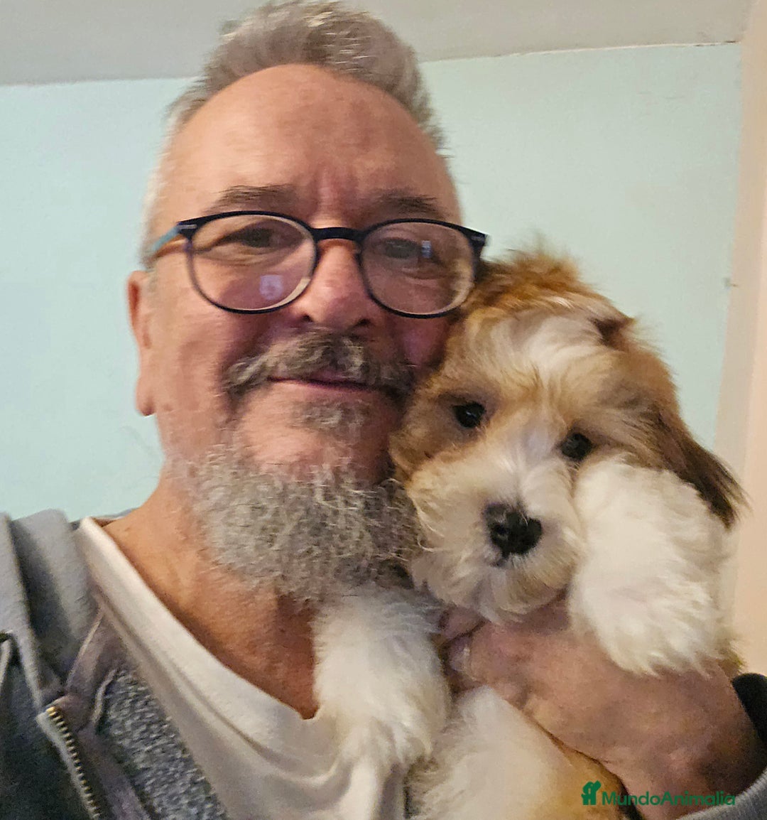 Bichón Habanero perros en venta: BICHON HABANERO - Anuncio 9