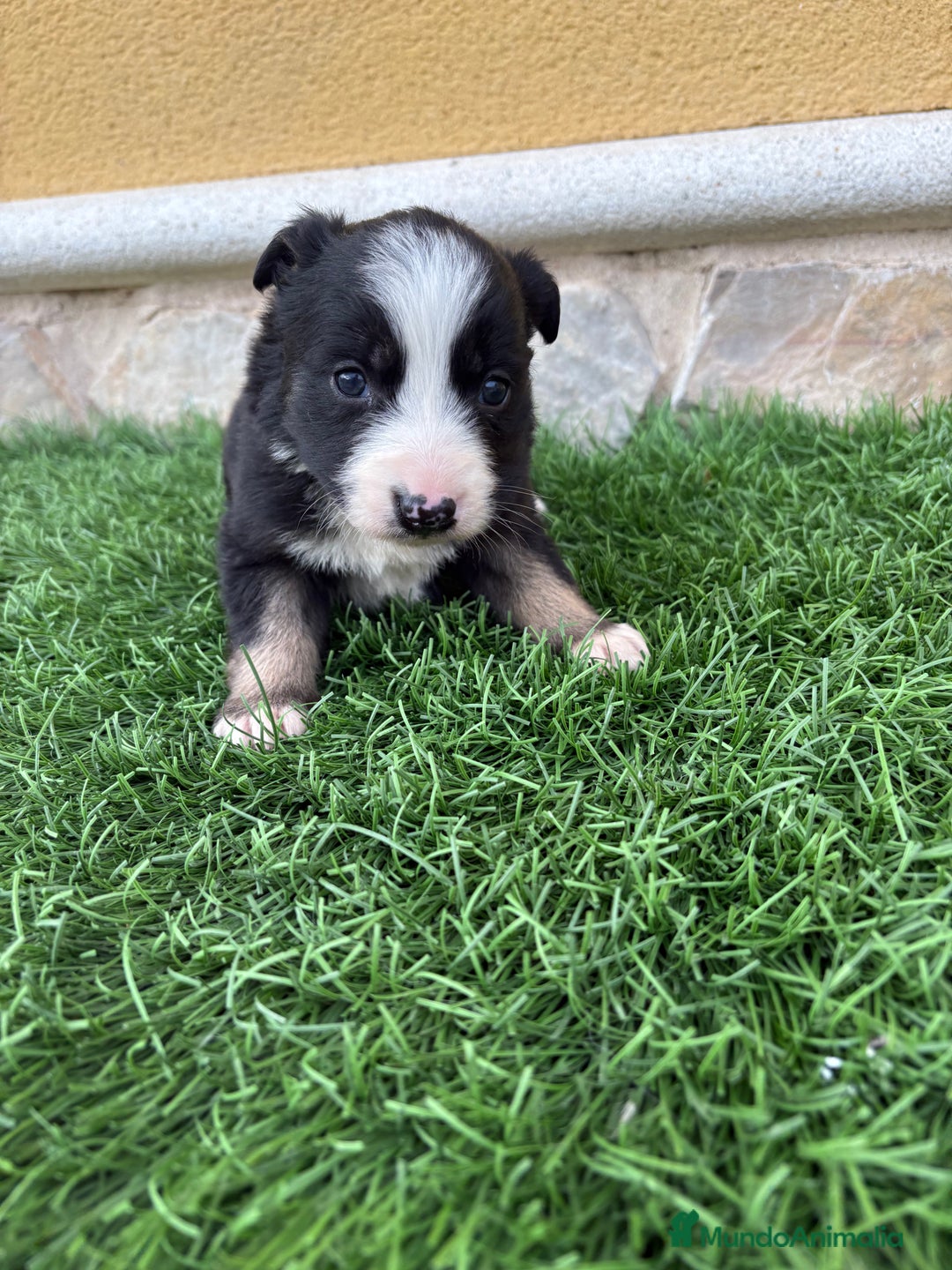 Border Collie perros en venta: Border Collie hembra negra blanca  - Anuncio 5