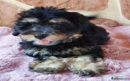 Maltipoo perros en venta: MALTIPOO  - Imagen 5