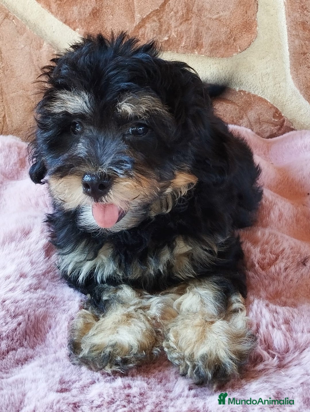 Maltipoo perros en venta: MALTIPOO  - Imagen 5