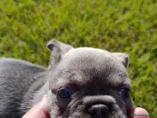 Bulldog Francés perros Bulldog Frances - Anuncio 6