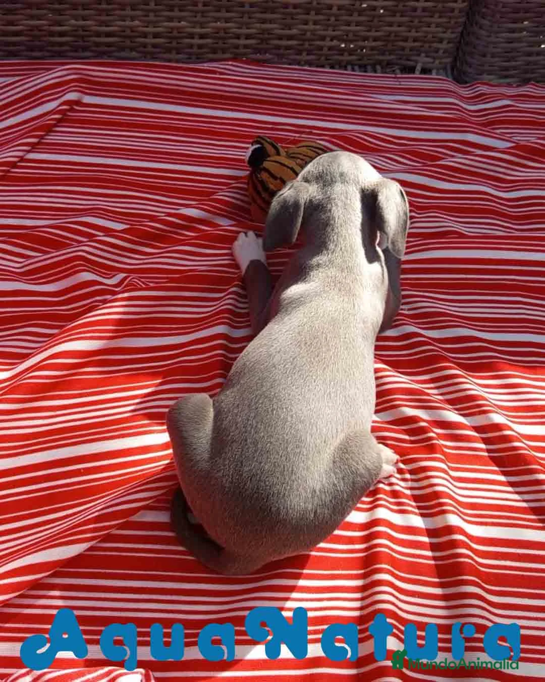 Pequeño Lebrel Italiano perros en venta: Lebrel Italiano Hembra 4 de AB y Omega AQUANATURA - Anuncio 8