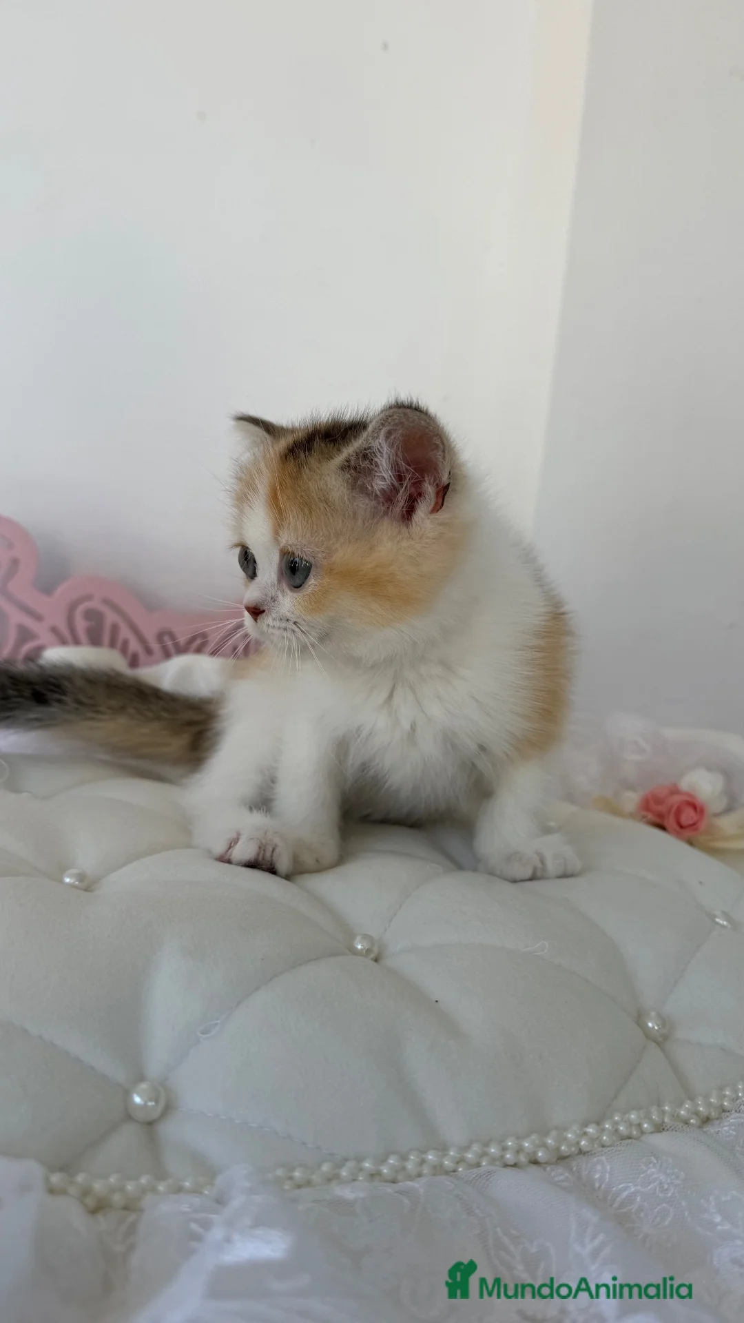 Scottish Straight gatos en venta: Scottish straight  - Anuncio 5