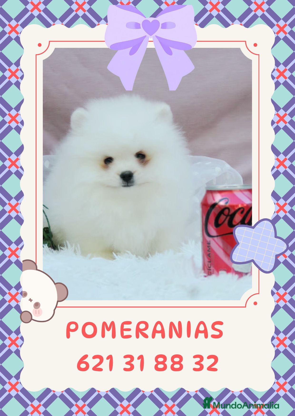 Pomerania perros Cachorros enanos de pomerania - Anuncio 1
