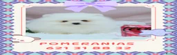 Pomerania perros en venta: Cachorros enanos de pomerania - Anuncio 1