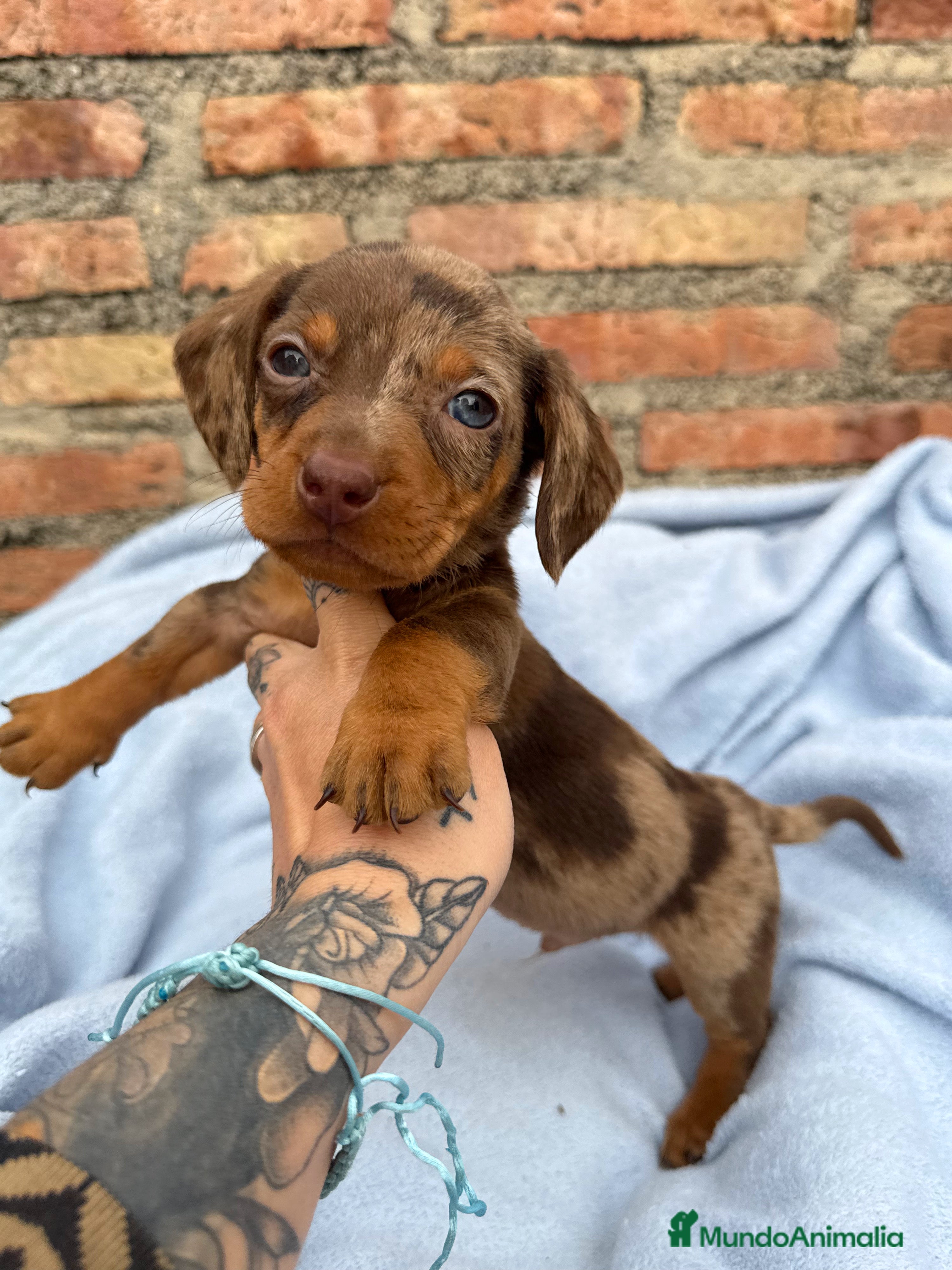 Teckel Miniatura perros Teckel mini arlequín chocolate disponible  - Anuncio 16