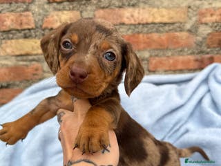 Teckel Miniatura perros Teckel mini arlequín chocolate disponible - Anuncio 32
