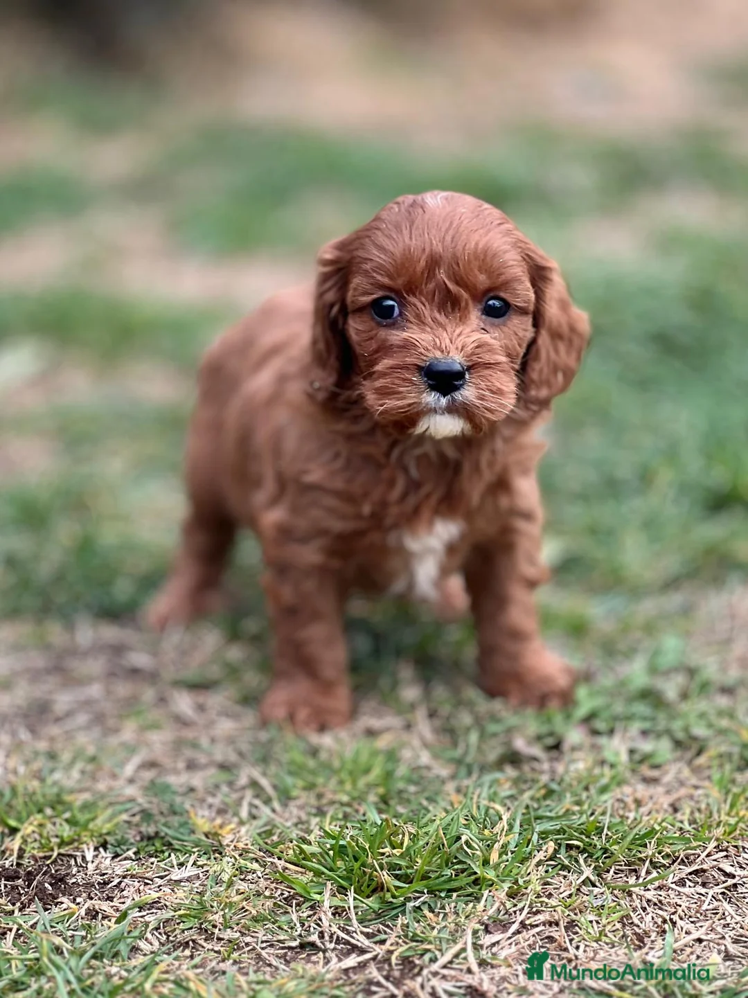 Cavapoo perros en venta: CAVAPOO TOY ROJO INTENSO! en Barcelona - Anuncio 2