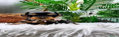 Yorkshire Terrier 1